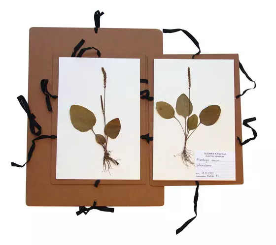 KASVIEN KERÄILYKANSIO A3 - Kansiot - 72439 - 1